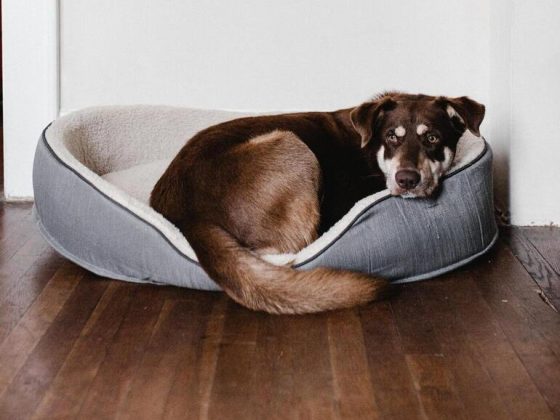 What Happens To My Pets In A Florida Divorce?
