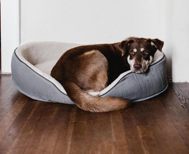 Pets Florida Divorce